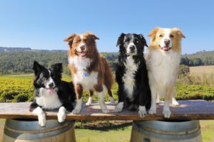 Dog Days @ Setter Ridge Vineyards | Kutztown | Pennsylvania | United States