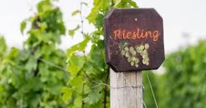 National Riesling Day @ Setter Ridge Vineyards | Kutztown | Pennsylvania | United States