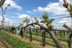 Setter Ridge Vineyards