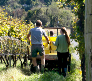 Volunteer Harvest @ Setter Ridge Vineyards | Kutztown | Pennsylvania | United States