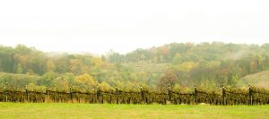 Wine & Music featuring Matt DeAngelis @ Setter Ridge Vineyards | Kutztown | Pennsylvania | United States