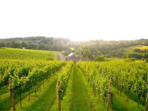 Walking Tour of the Vineyards - White Wines @ Setter Ridge Vineyards | Kutztown | Pennsylvania | United States