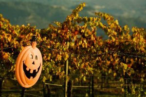 Trick or Treat in the Vineyards @ Setter Ridge Vineyards | Kutztown | Pennsylvania | United States