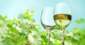 National White Wine Day @ Setter Ridge Vineyards | Kutztown | Pennsylvania | United States