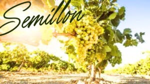 Semillon Day @ Setter Ridge Vineyards | Kutztown | Pennsylvania | United States